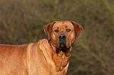 TOSA INU 489